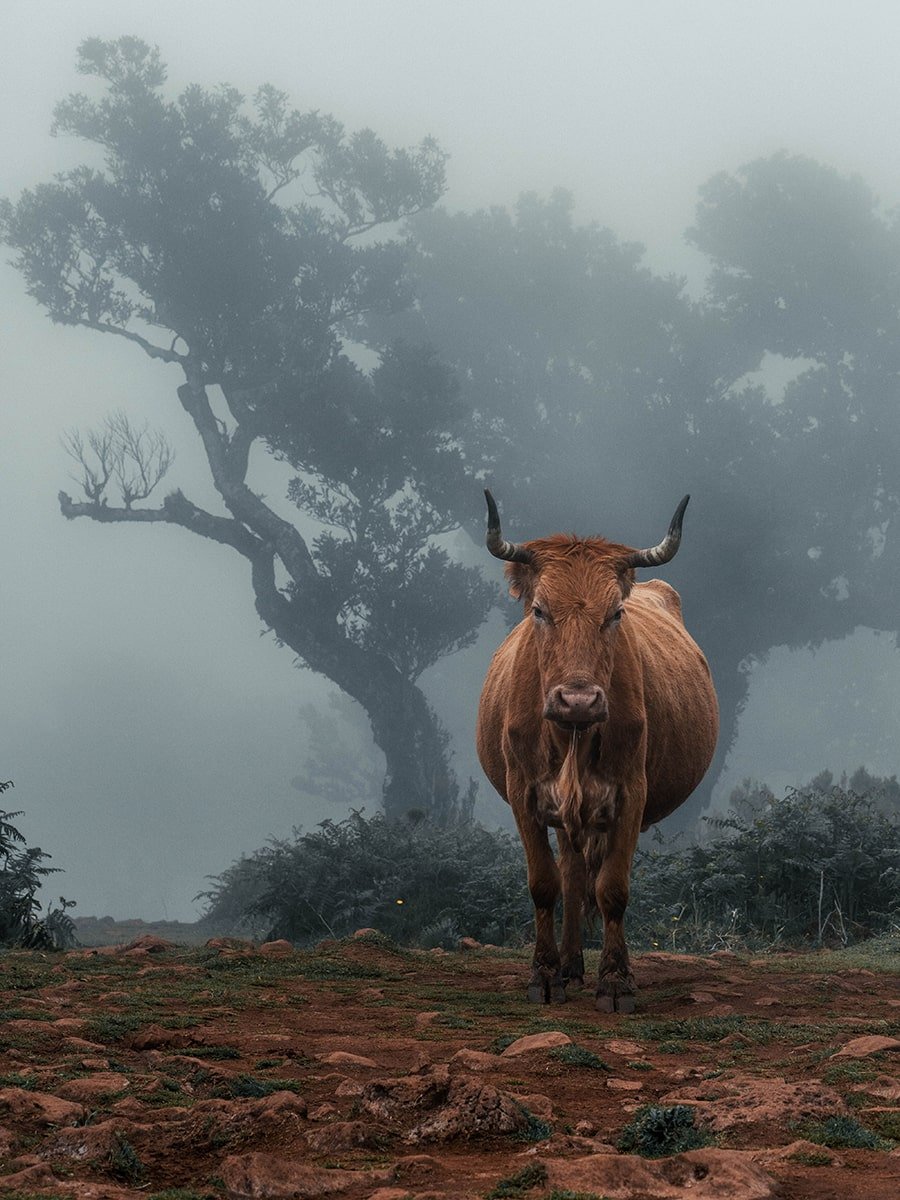 Staring cow in foggy Fanal forest