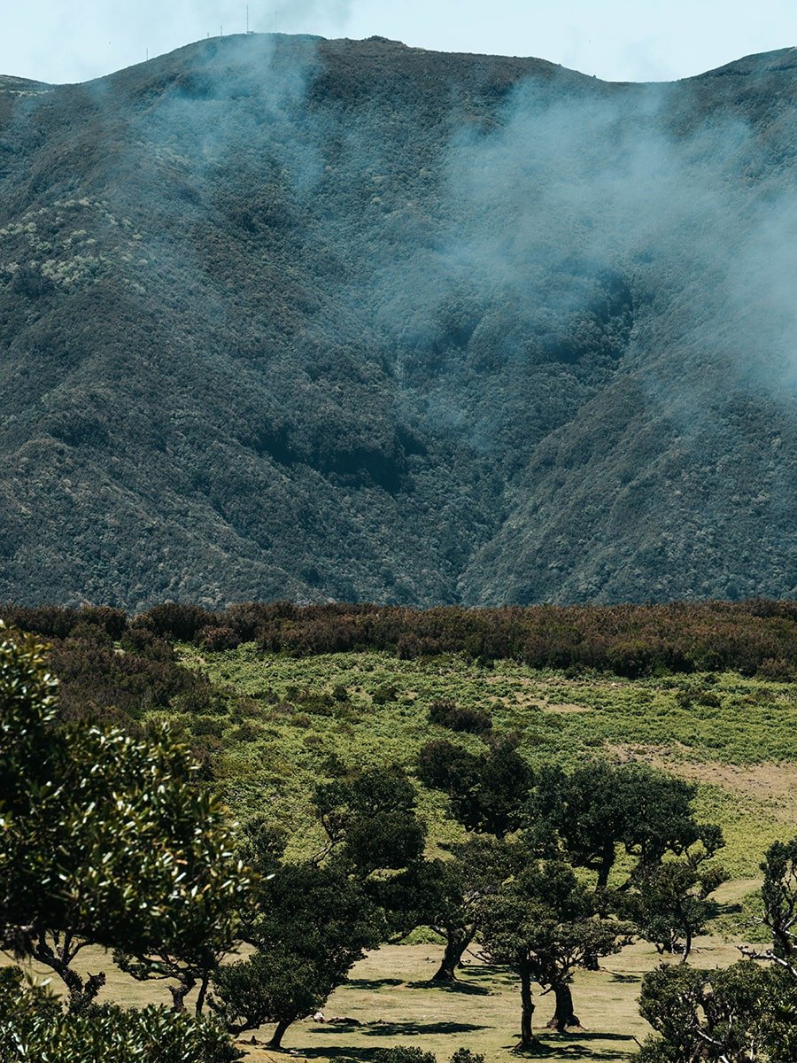 Sunny Fanal forest with mountains in the background