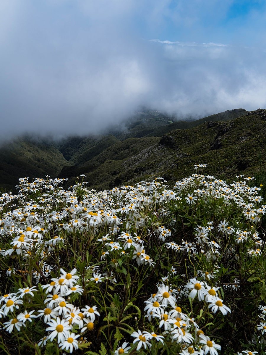 Daisies and clouds in the mountain