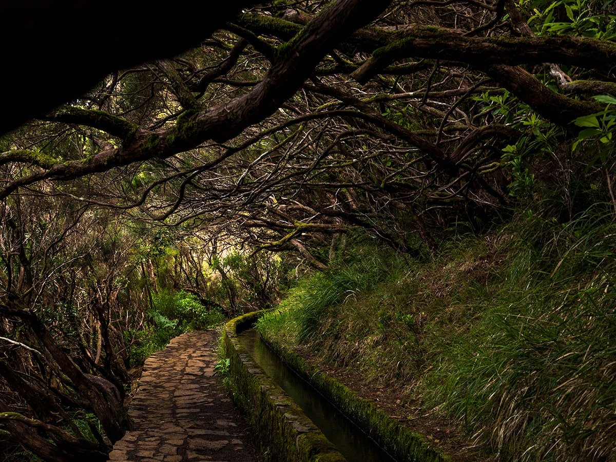 Branches forming a tunnel at Levada das 25 Fontes Madeira