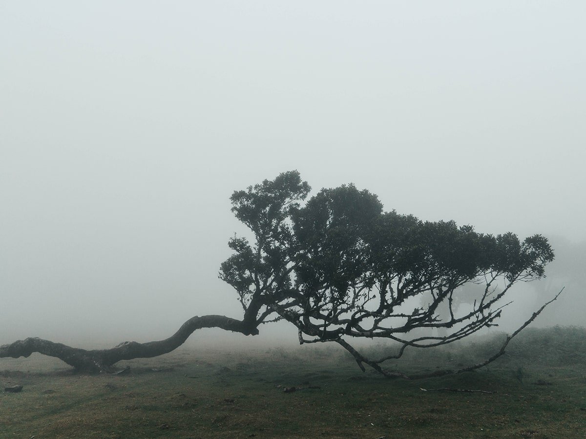 Lonely tree surrounded by fog