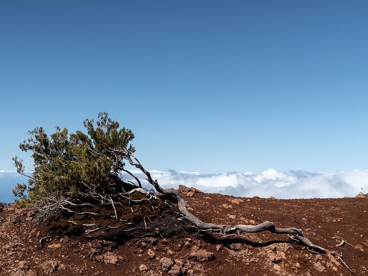 Lonely tree at the summit