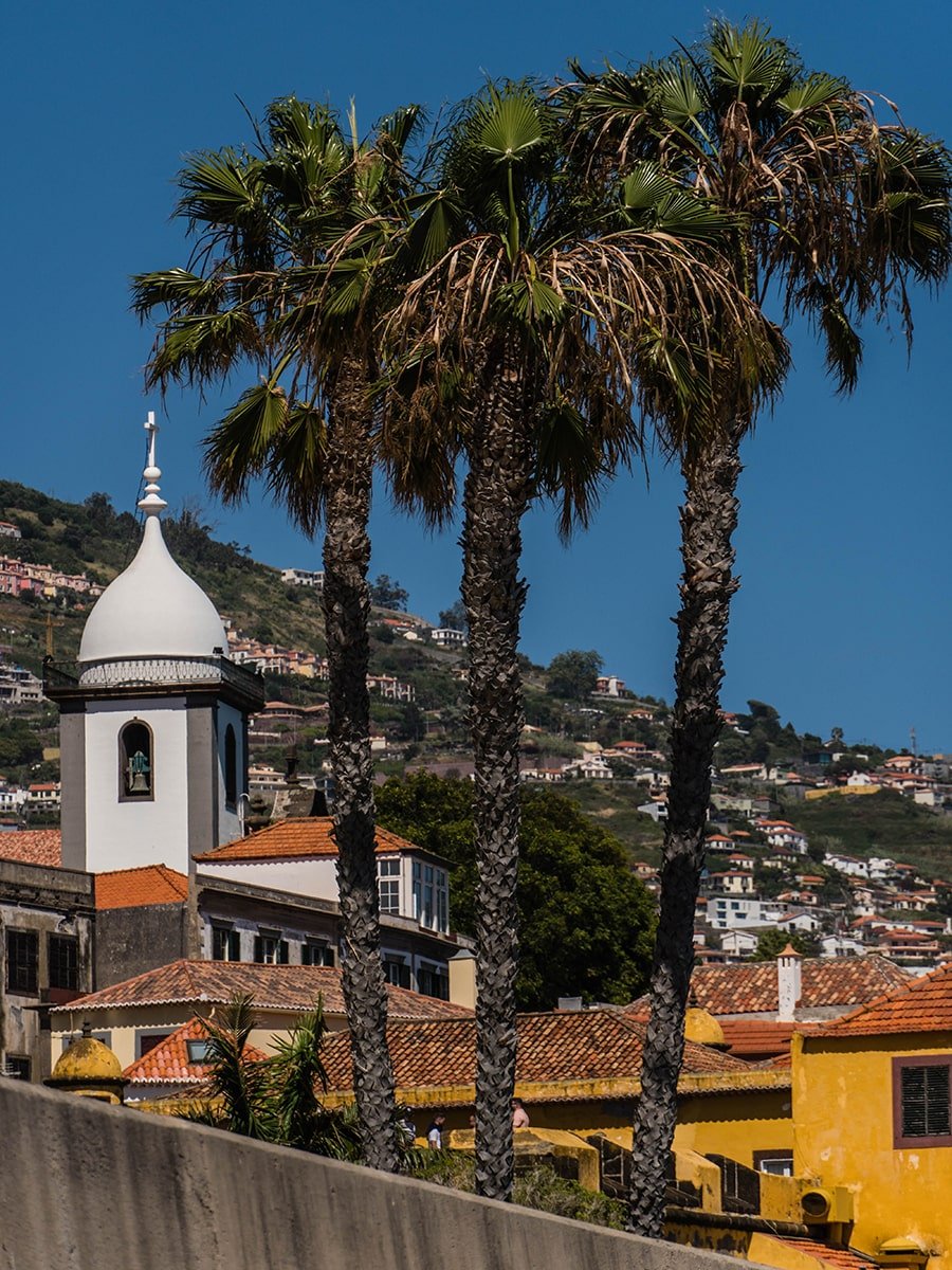 Palm trees in the city with houses in the background