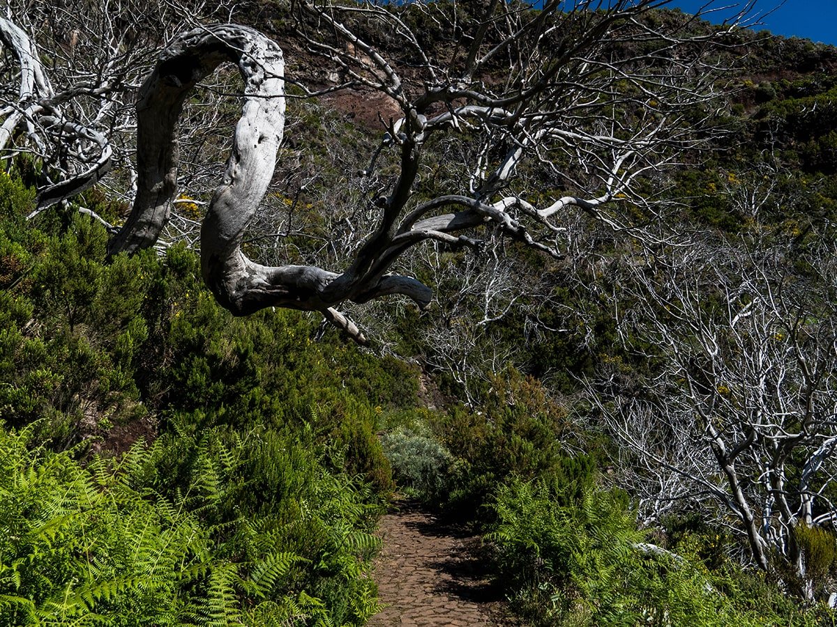 Madeira flora