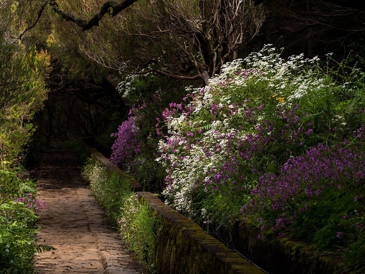 Amazing flora with white and purple flowers on the trail in Madeira