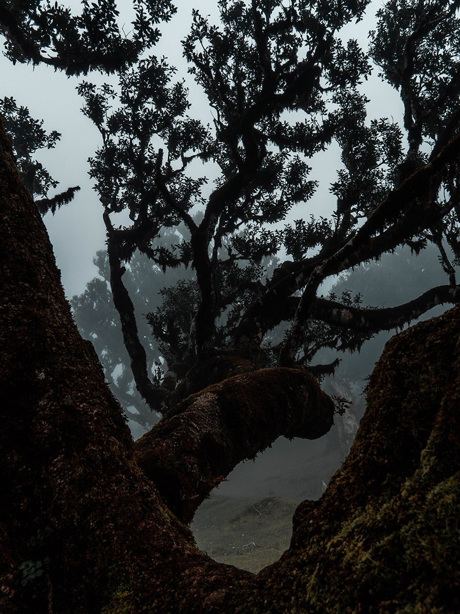 Close view of the tree in Fanal forest