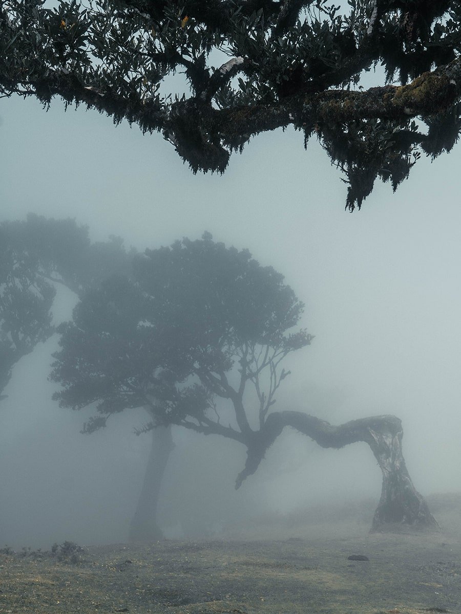 Tree in fog