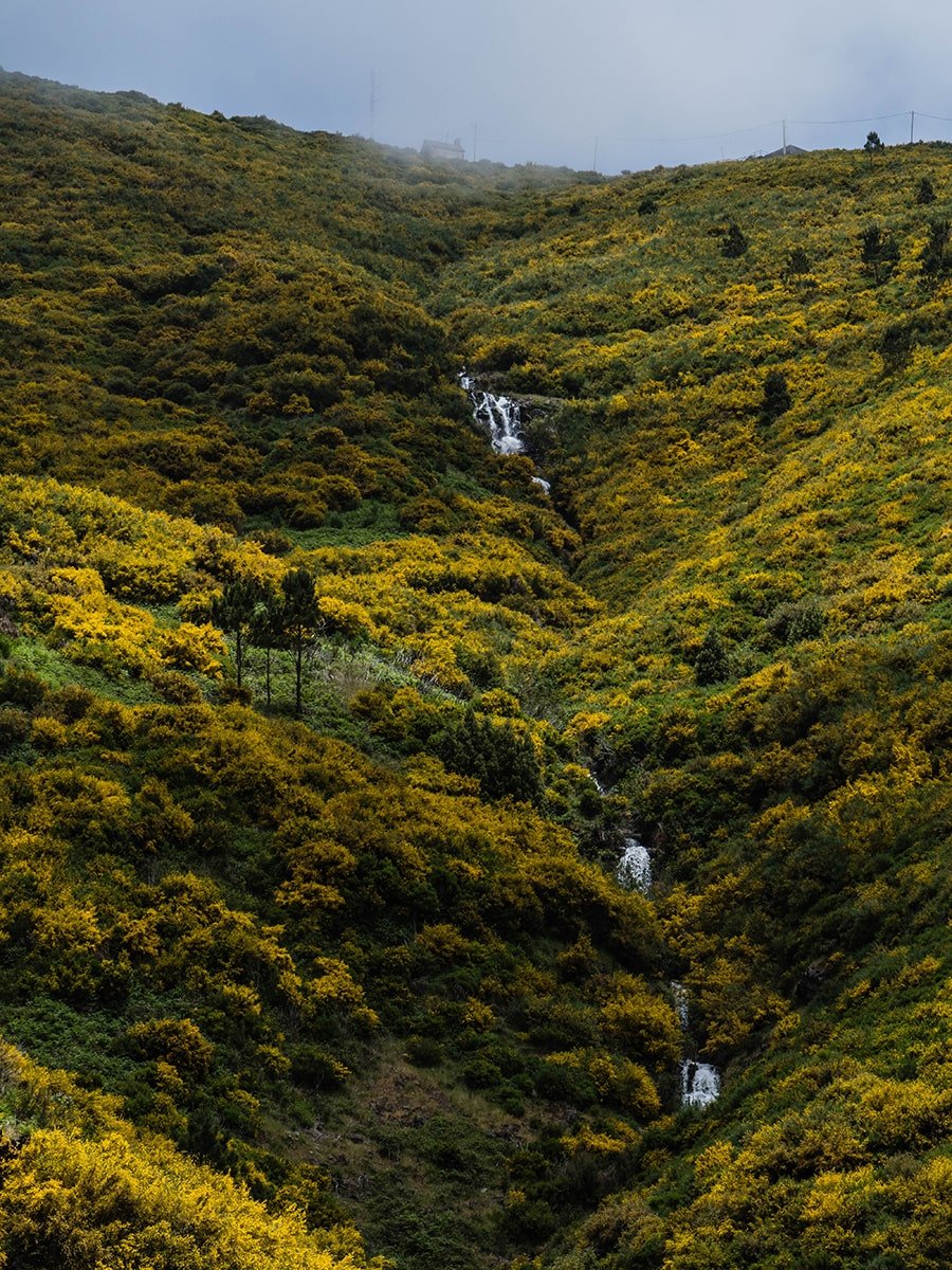 A high waterfall surrounded by green and yellow plants