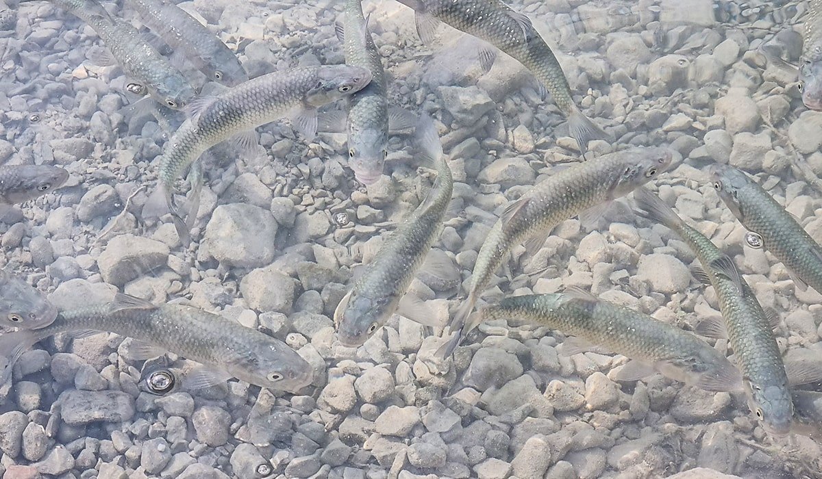 Fishes at Lake Tenno
