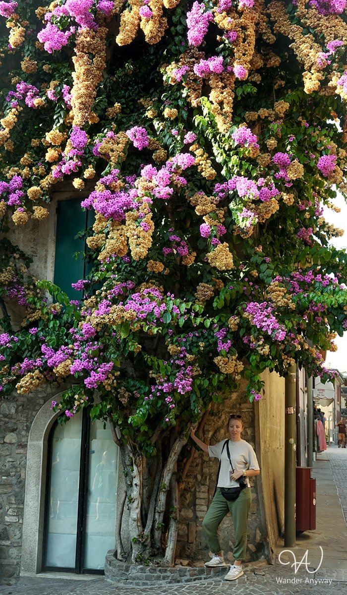 Blooming tree in Sirmione