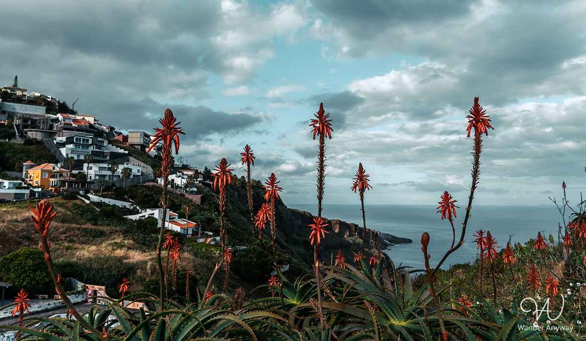 Unique vegetation in Madeira
