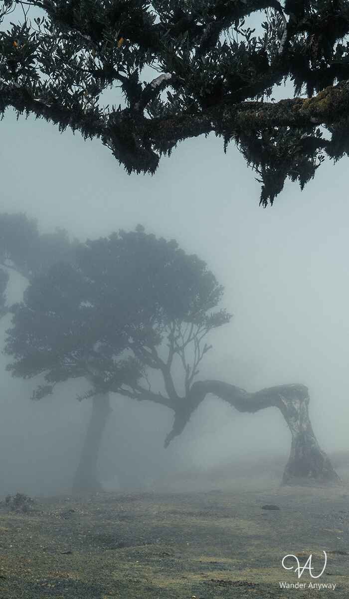 Lonely tree in the fog at Fanal Forest