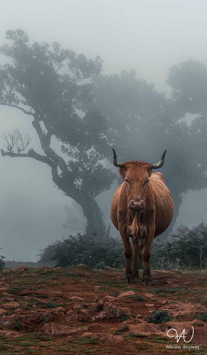 Animal posing in foggy forest
