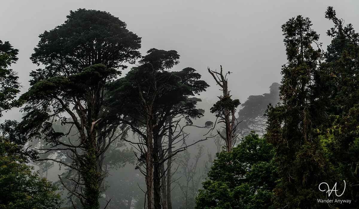 Unique vegetation in Sintra