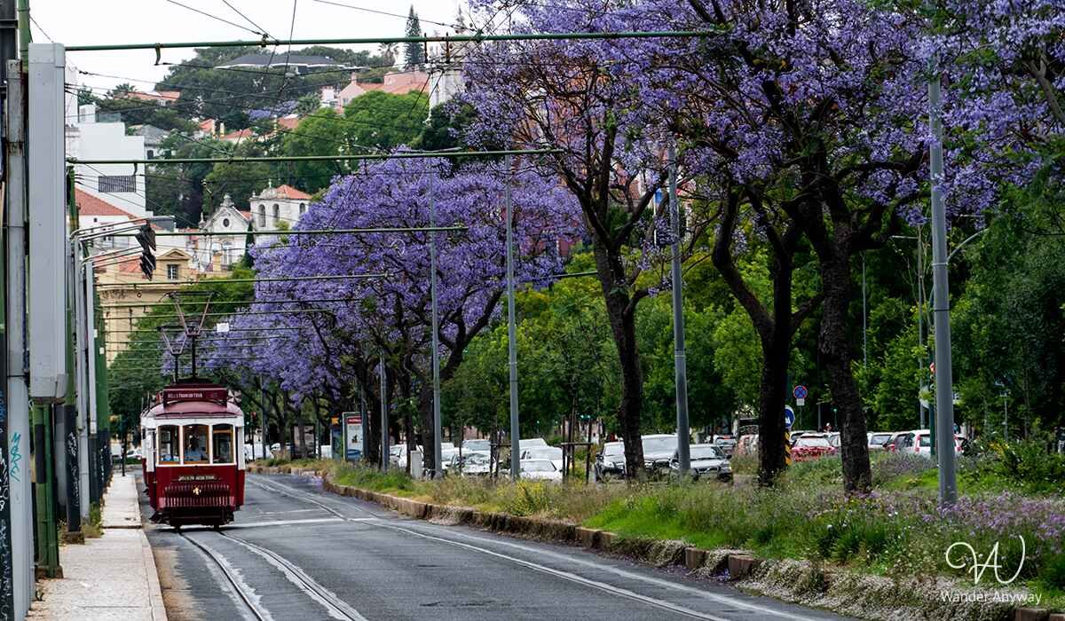 Street of Lisbon with red tram and blooming trees, Portugal