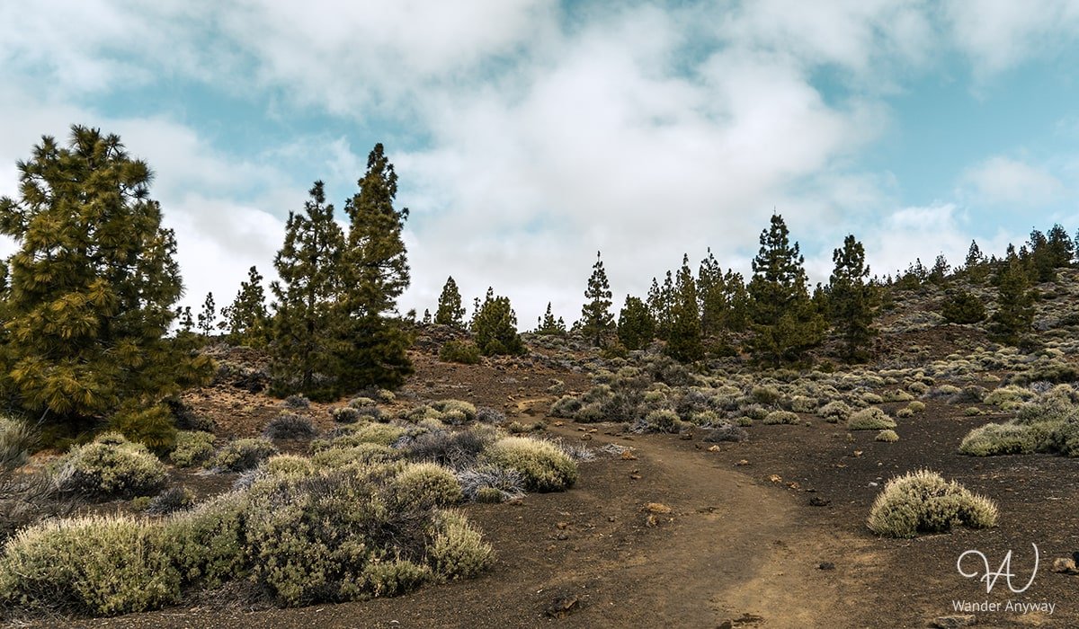 Flora adaptation to volcanic environment at Mirador de Samara