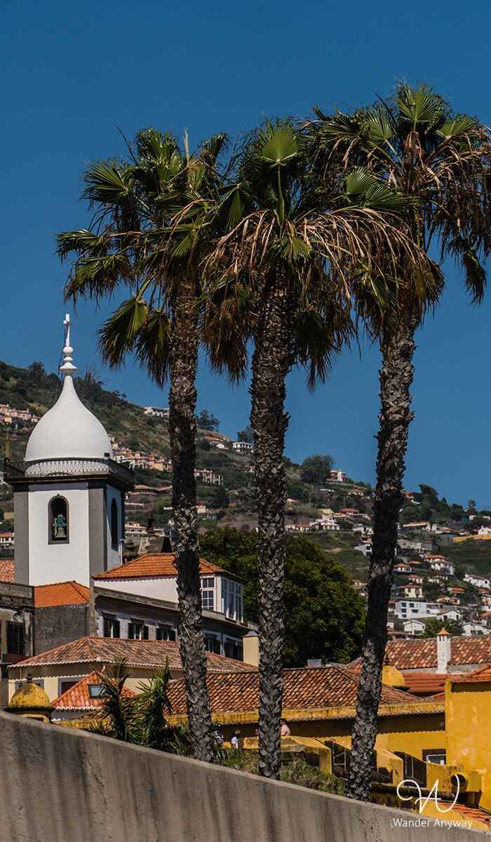 Palm trees in Fuchal