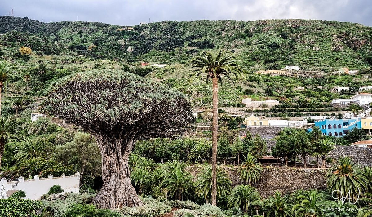 The ancient dragon tree in Tenerife