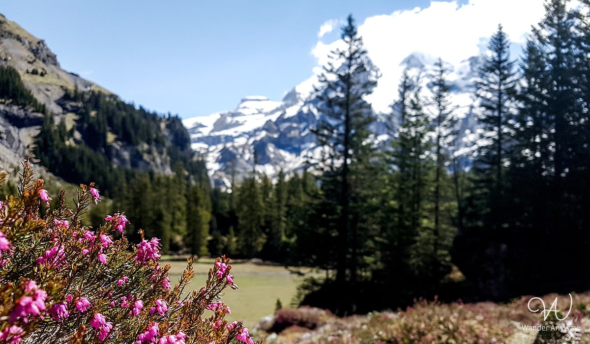 Wildflowers blooming along the hiking trails of Oeschinen Lake