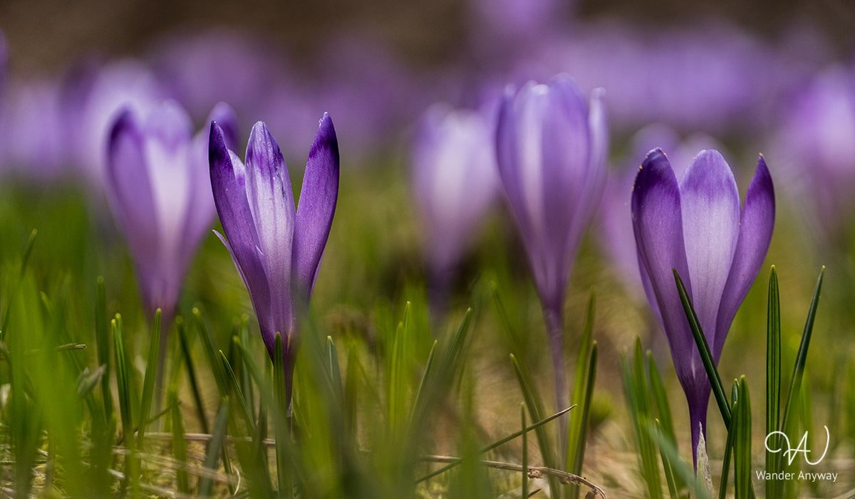 Beautiful crocus blooms at Sâmbetei Valley in Romania
