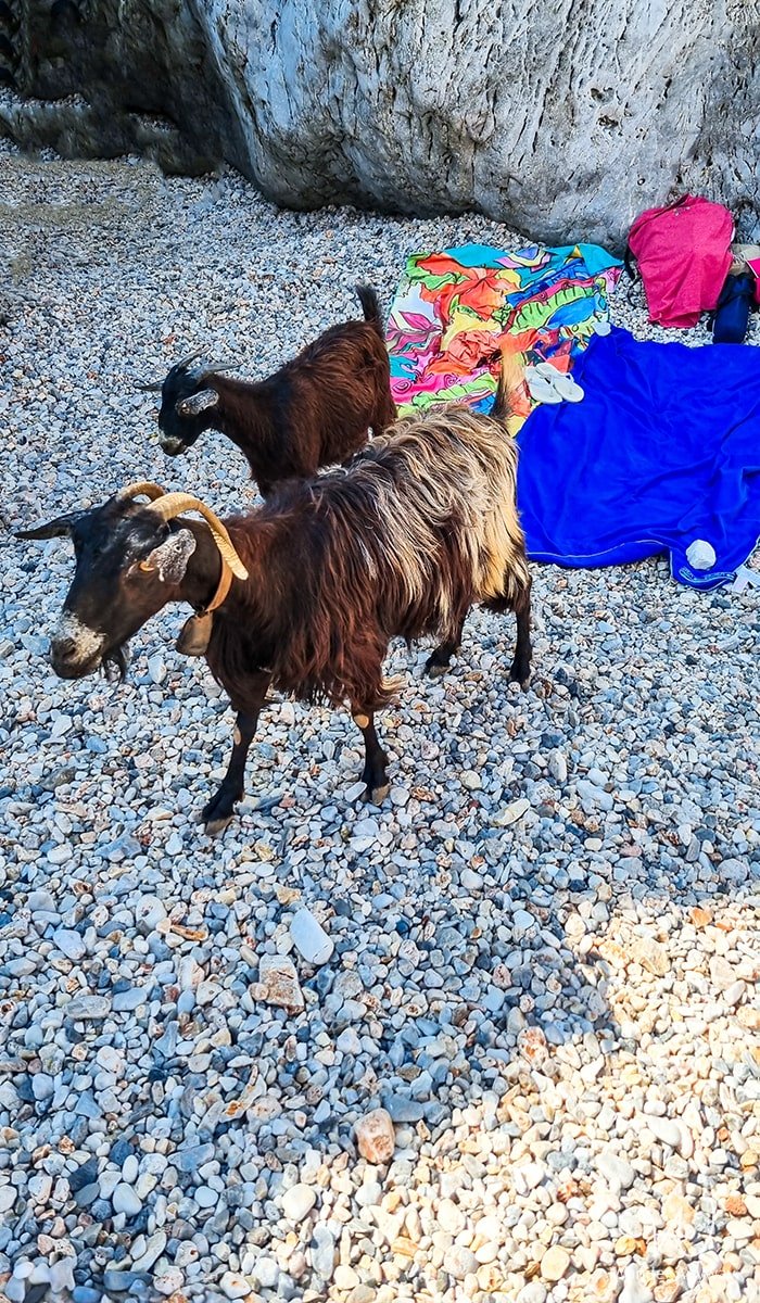 Goats at the Seitan Limania shore in Crete Greece