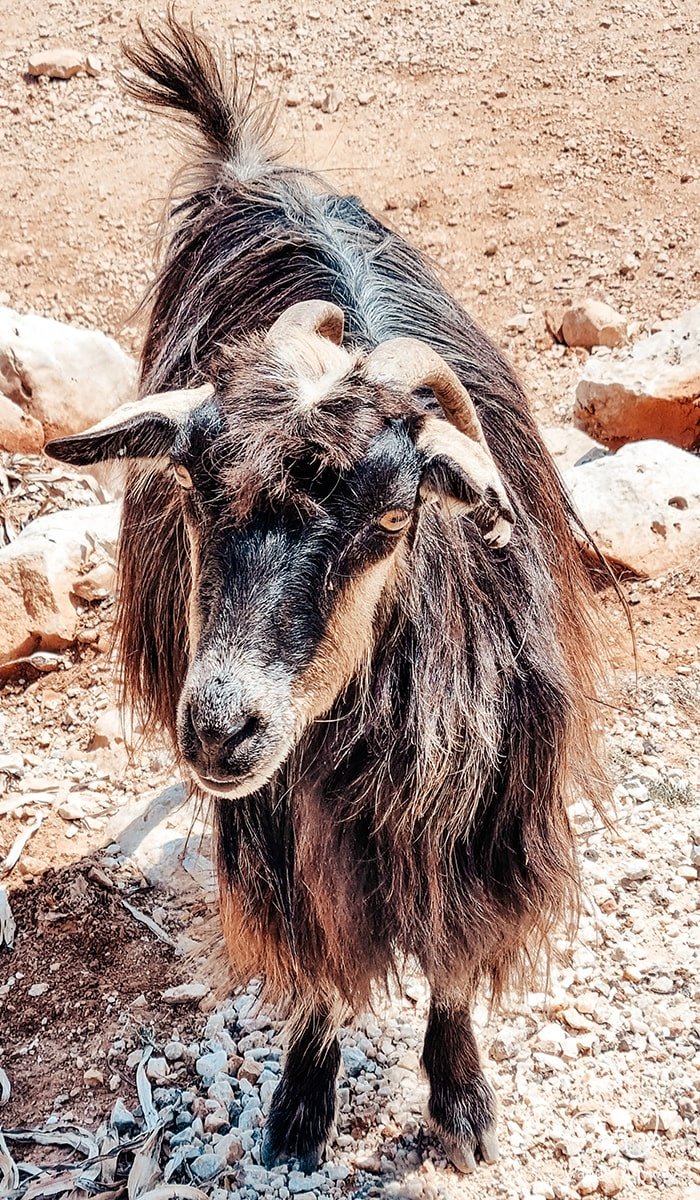 Goat at the parking lot in Crete