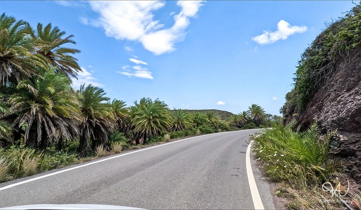 Scenic road with palm trees just before the parking lots