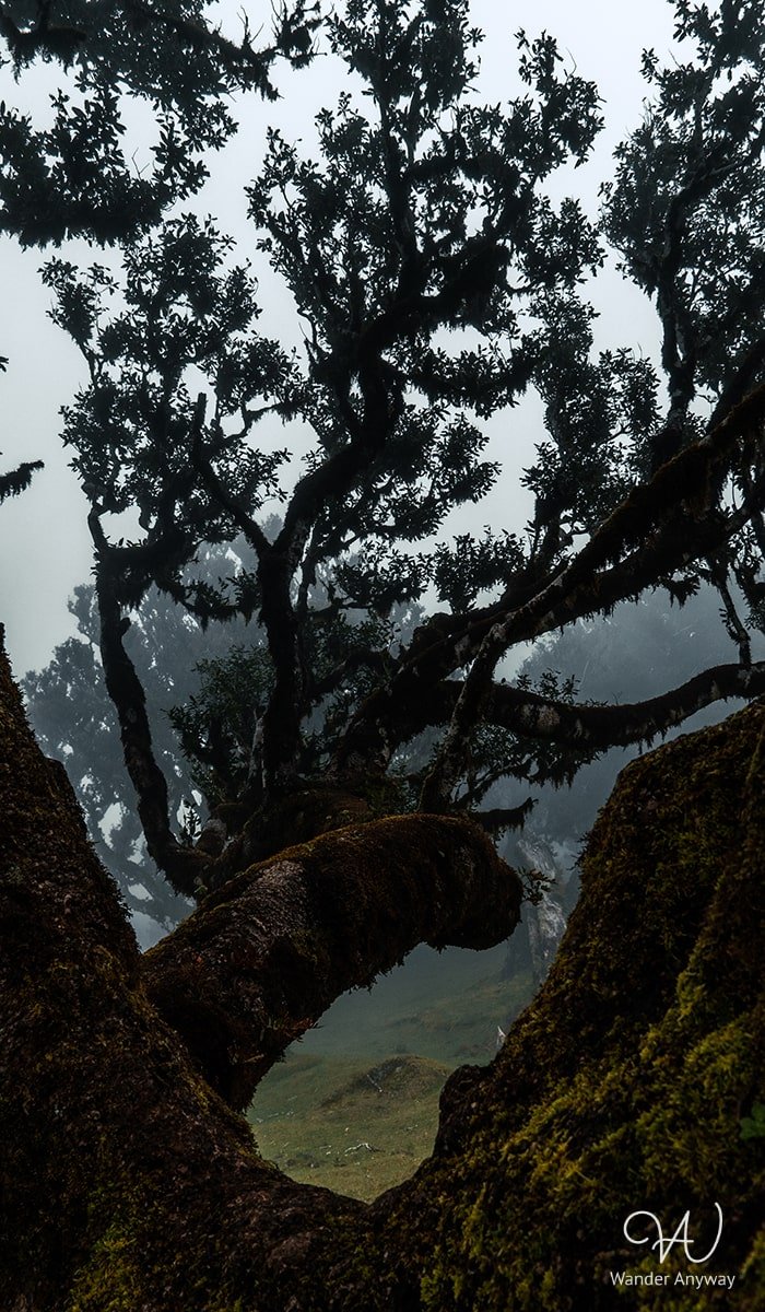 Ancient tree