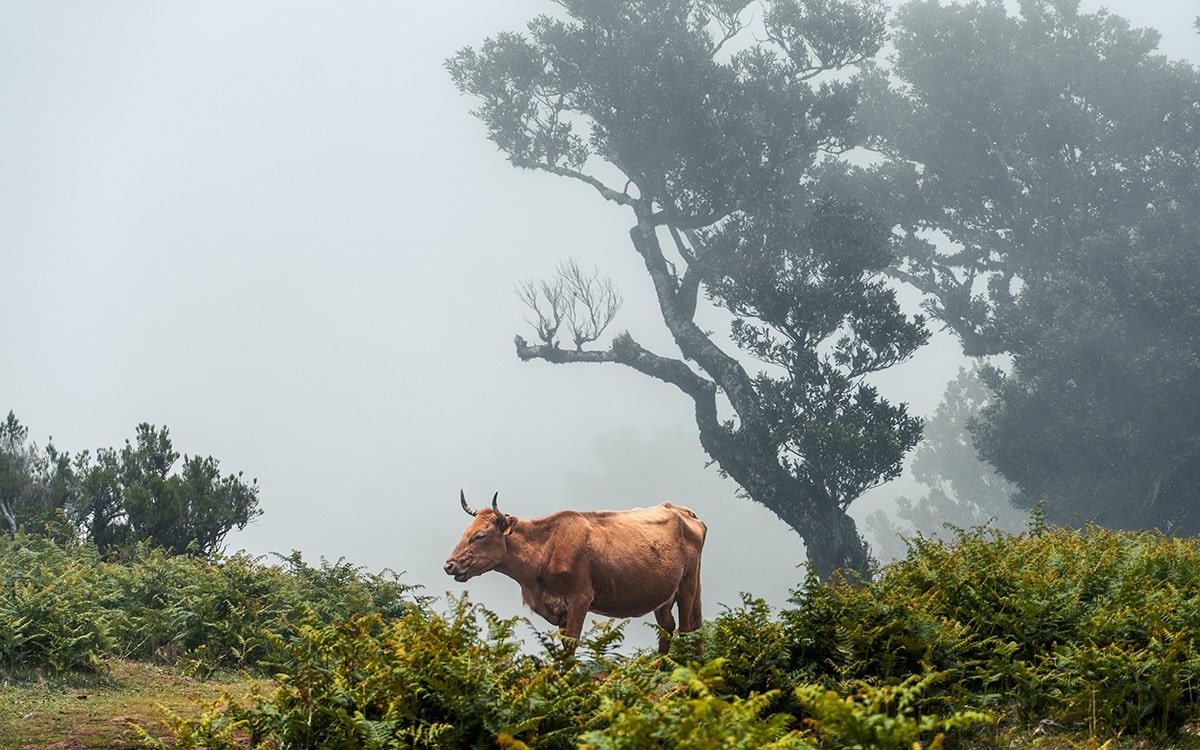 Fanal Forest Travel Tips: How to Get There and Best Times to Visit