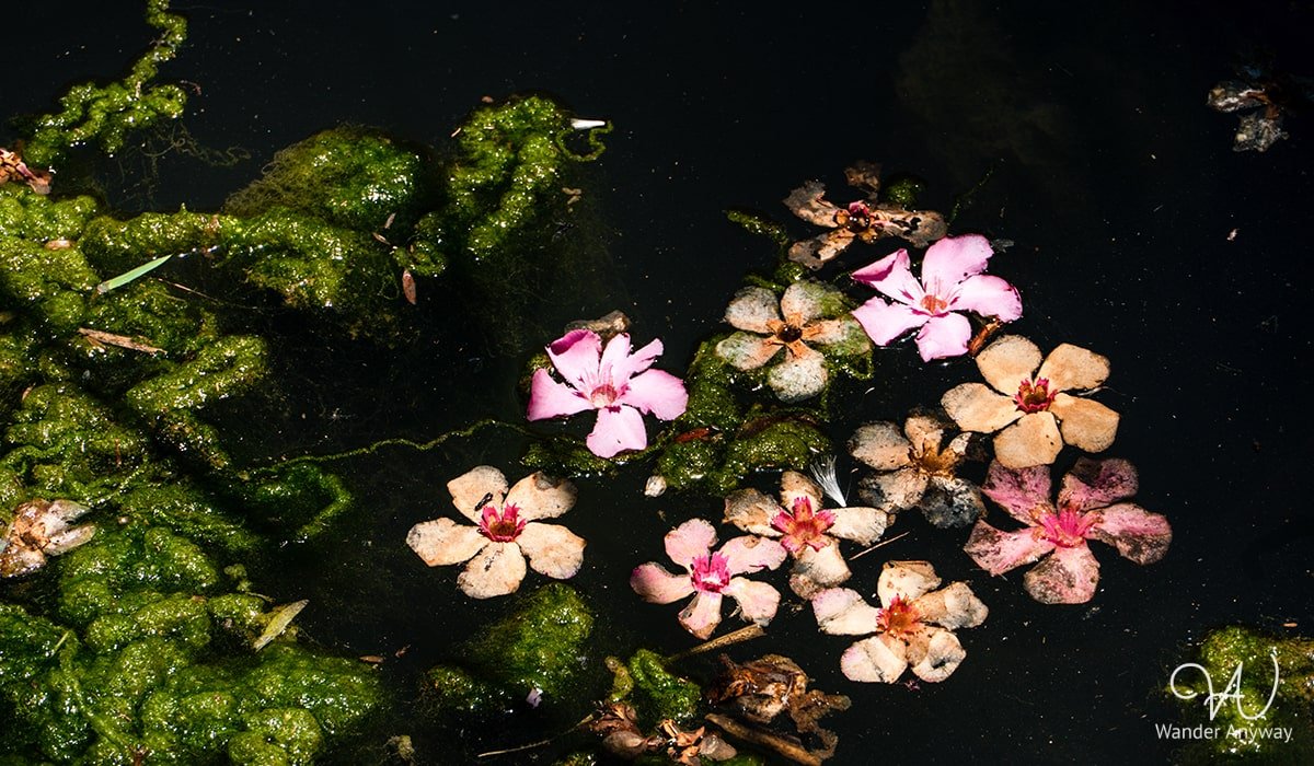 Flowers in the river