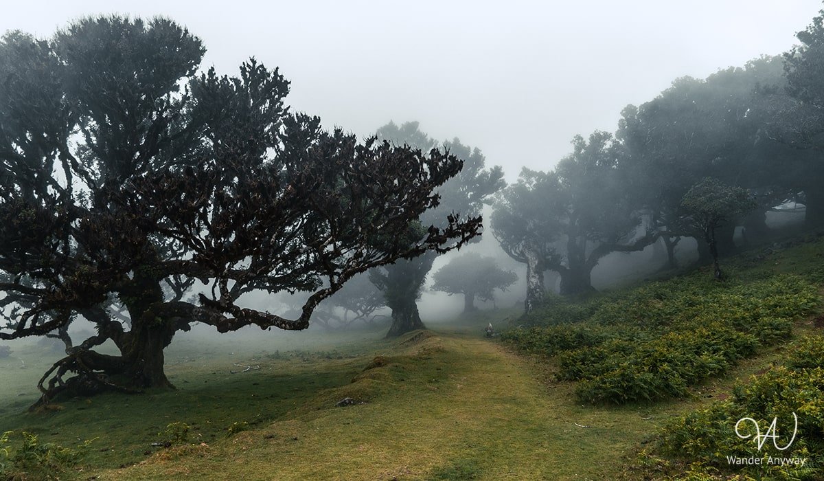 UNESCO World Heritage Site: Fanal Forest landscape