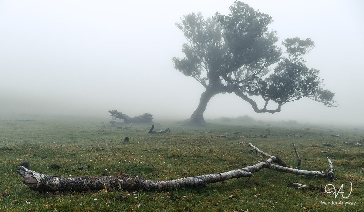 Peaceful morning in misty Fanal Forest