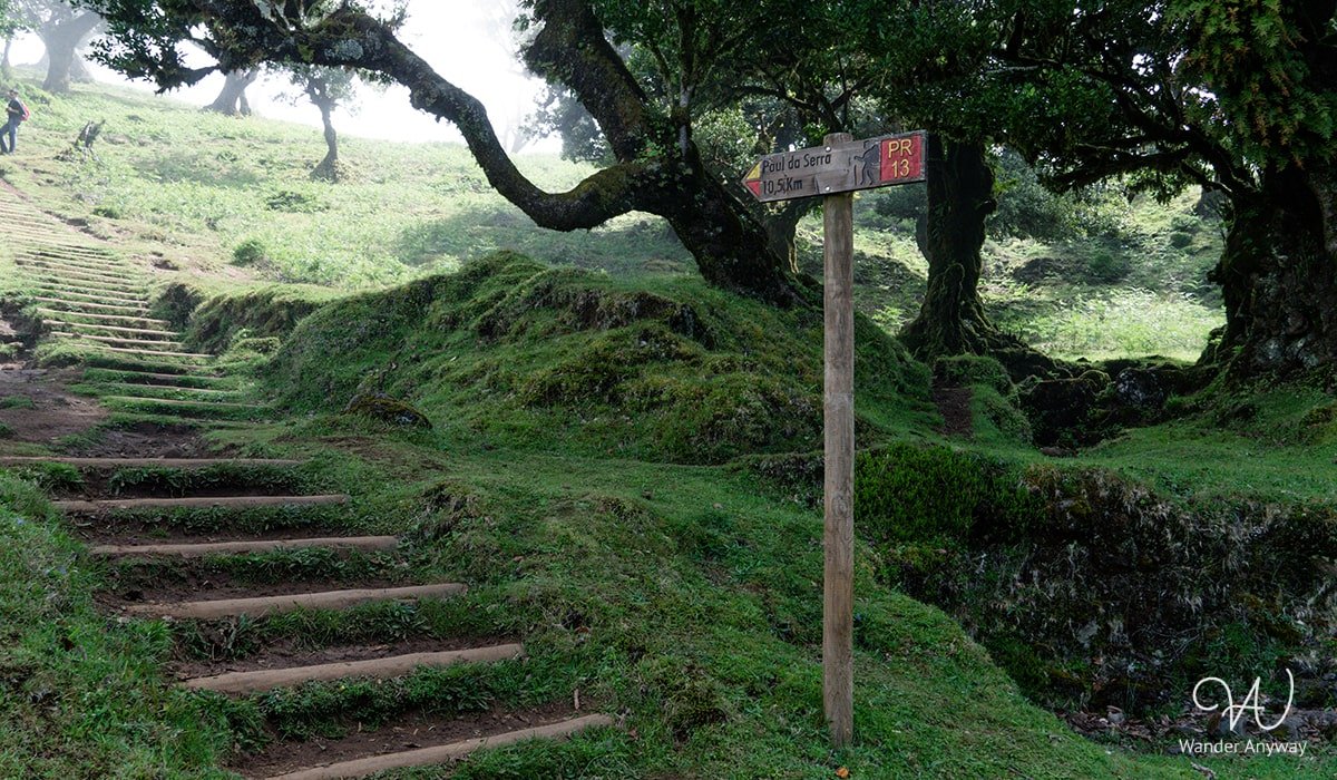 Hiking trail through ancient laurel trees at Fanal Forest