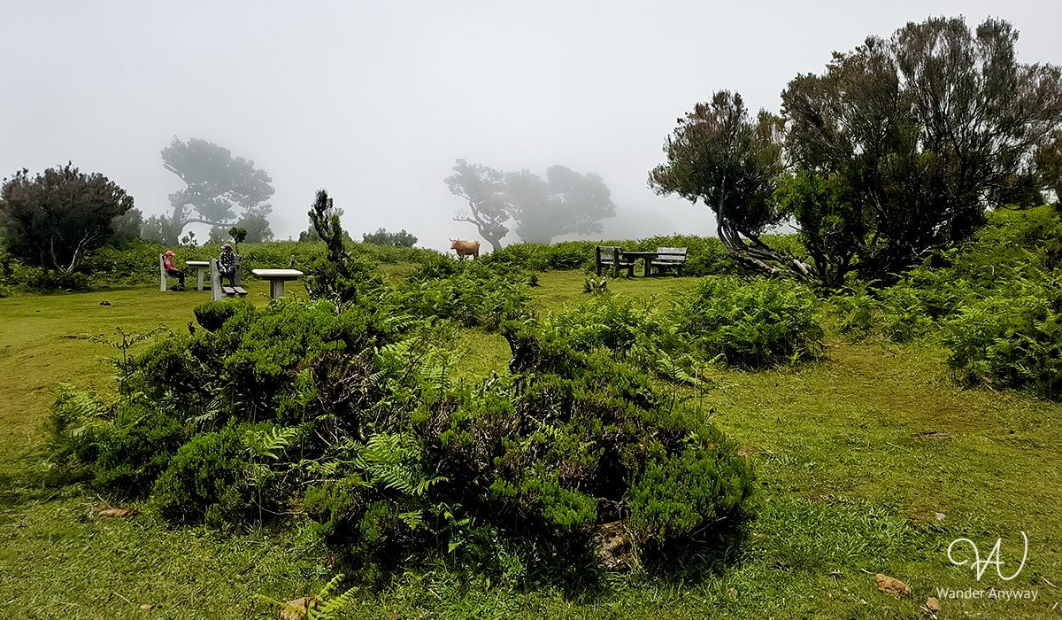 Quiet picnic area surrounded by ancient trees, Fanal Forest