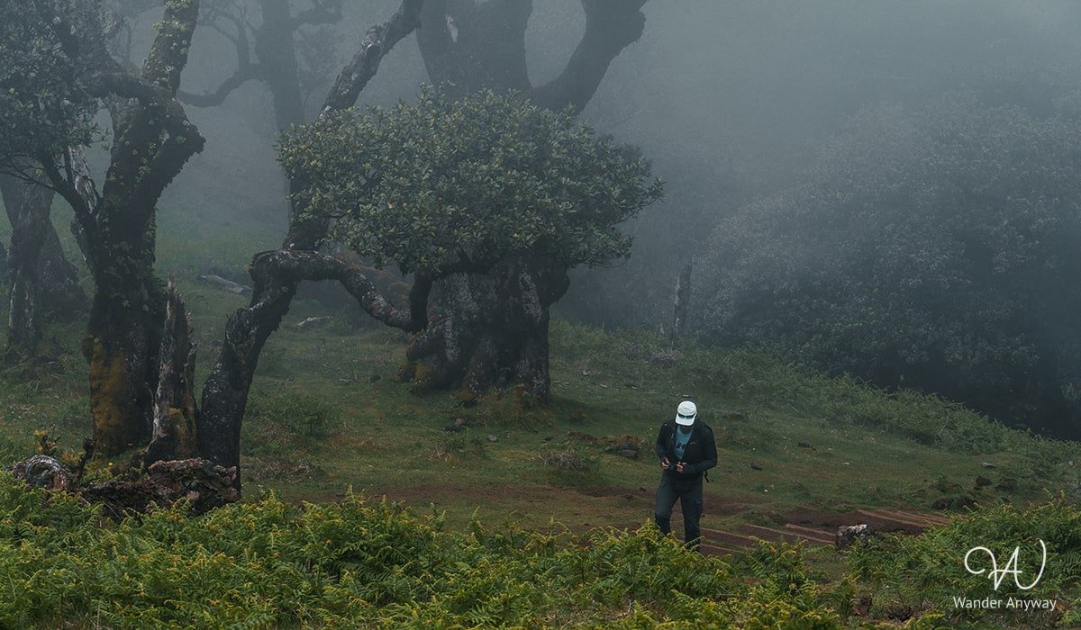 Hiking path winding through Fanal Forest