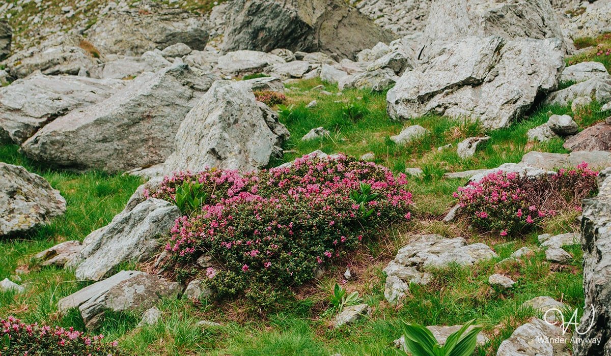 Alpine scenery around Pietrosul Rodnei Peak with wildflowers