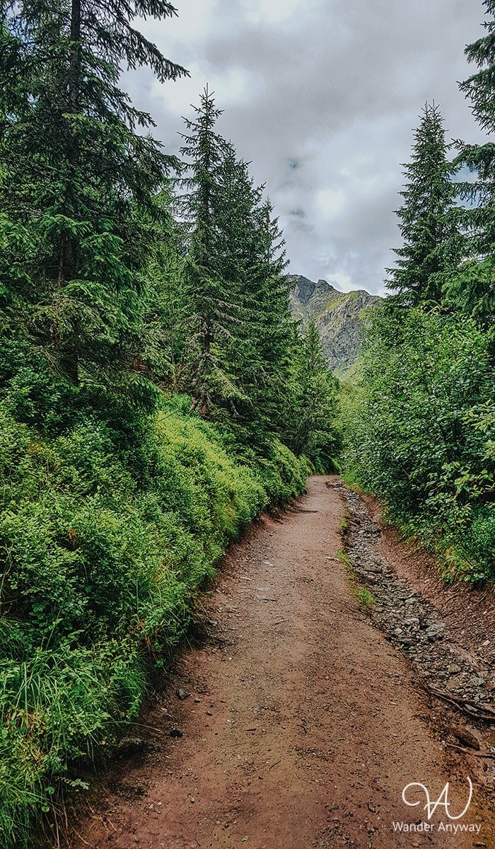 Forest road to Pietrosul Rodnei Peak