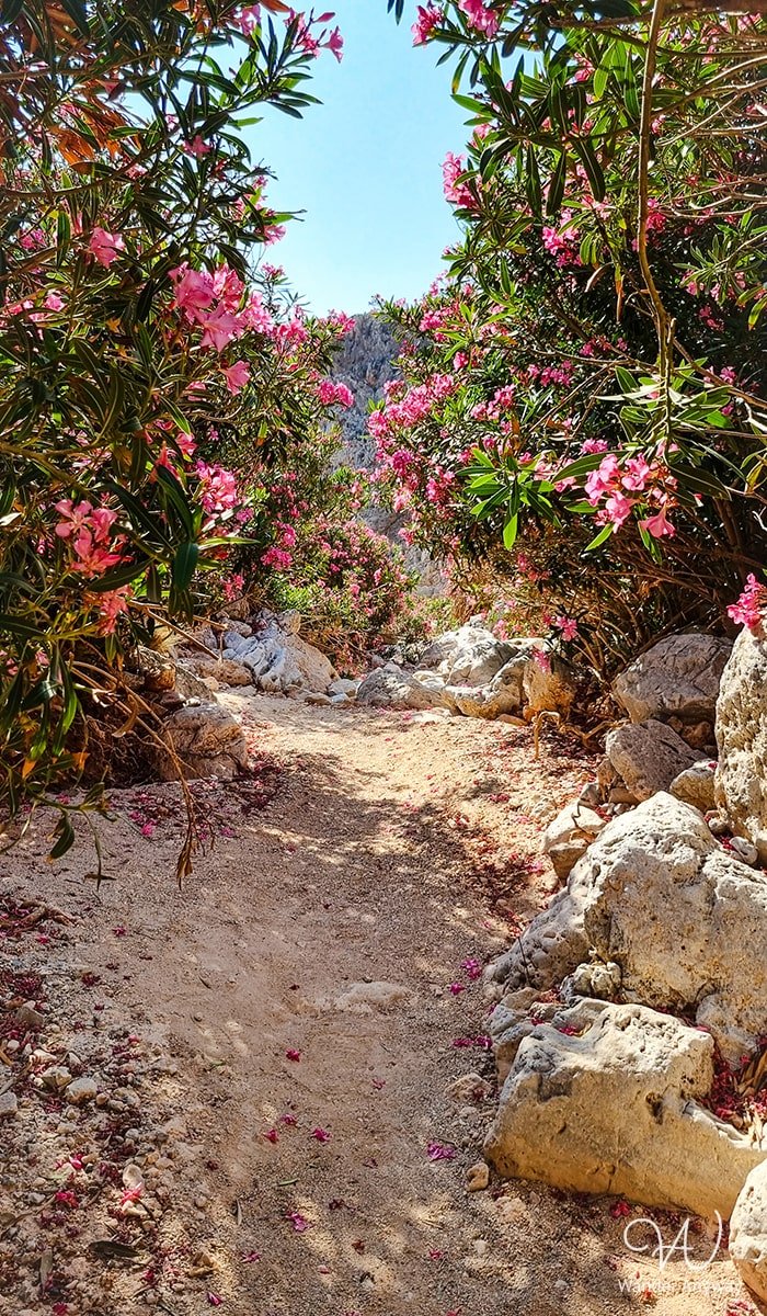 A view of the dusty hiking trail leading to Seitan Limania Beach, framed by vibrant wildflowers and rugged terrain
