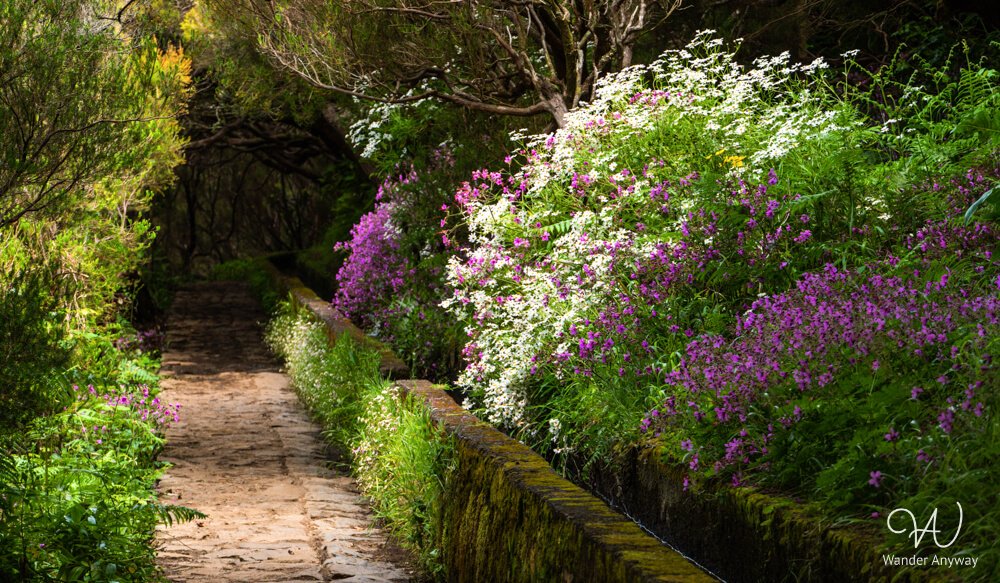 Levada path surrounded by wildflowers on Madeira’s PR6 trail