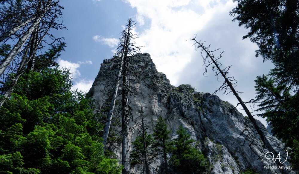 Tall dead tree trunks in front of jagged limestone cliffs