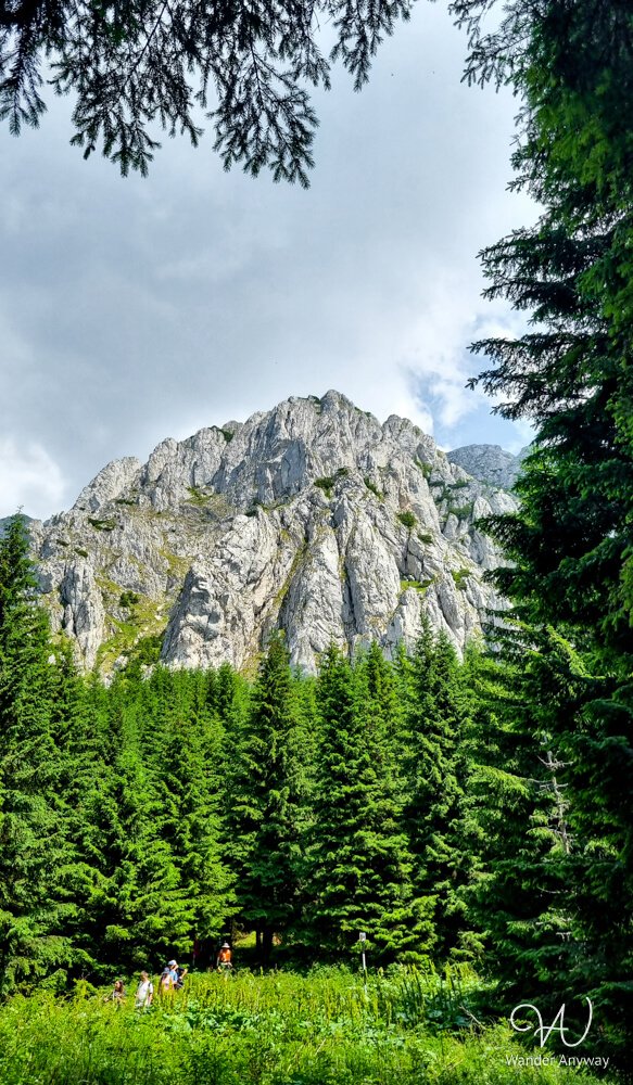 Vertical limestone cliffs rising above dense pine forest