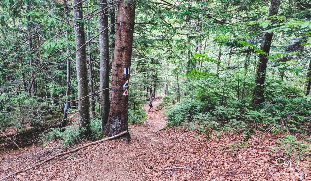 Forest trail in Piatra Craiului marked with red triangle and red stripe trail signs, surrounded by lush green trees and fallen leaves.