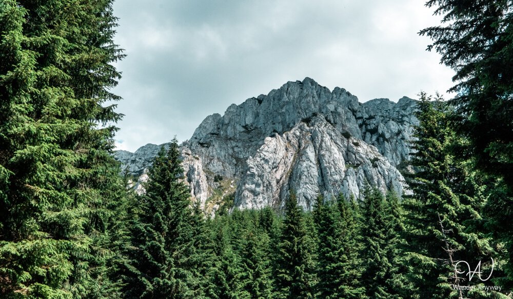 Limestone cliffs seen between pine trees along the forest edge