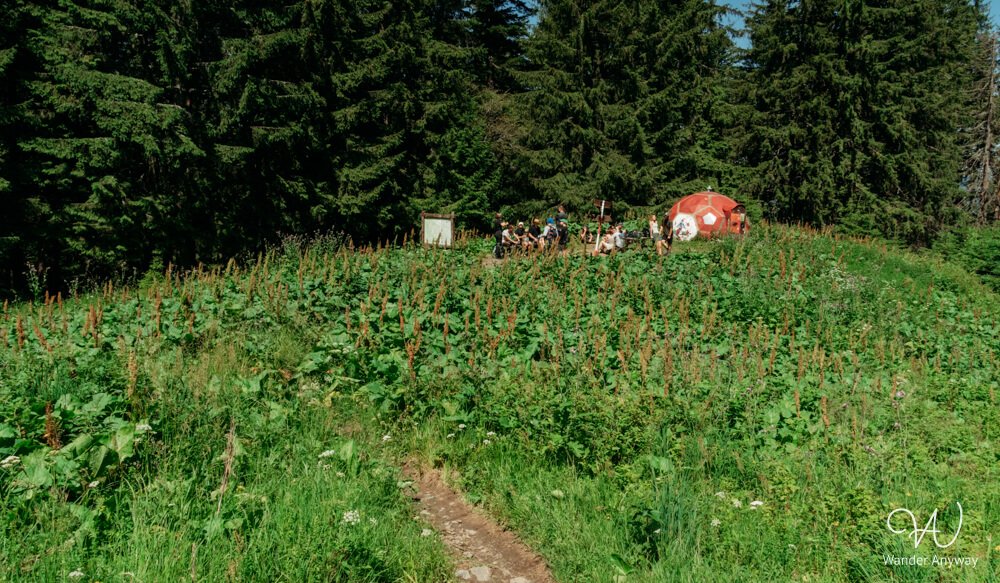 Refugiul Șpirlea hut surrounded by green alpine meadow and pine forest
